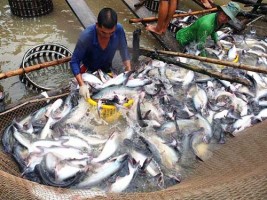 Doanh nghiệp thủy sản xoay xở biến da cá, mỡ cá thành tiền Doanh nghiệp thủy sản xoay xở biến da cá, mỡ cá thành tiền
