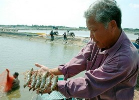 Bí quyết nuôi tôm sú thu tiền tỷ của lão nông Bạc Liêu Bí quyết nuôi tôm sú thu tiền tỷ của lão nông Bạc Liêu
