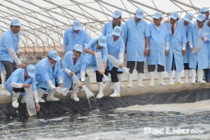 Việt Nam sẽ có “Liên minh tôm sạch và bền vững” Việt Nam sẽ có “Liên minh tôm sạch và bền vững”
