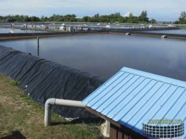 2 bước quan trọng cần lưu ý trong việc thiết kế ao nuôi tôm thẻ hiện nay 2 bước quan trọng cần lưu ý trong việc thiết kế ao nuôi tôm thẻ hiện nay