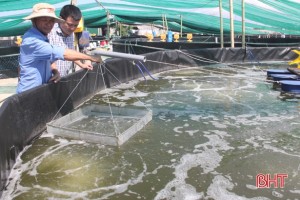 Ngỡ ngàng mô hình nuôi tôm “trên cạn” của nông dân Hà Tĩnh Ngỡ ngàng mô hình nuôi tôm “trên cạn” của nông dân Hà Tĩnh
