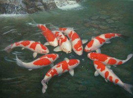 Cá Koi có ý nghĩa gì Cá Koi có ý nghĩa gì