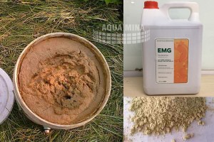 Cách ủ cám gạo cho tôm ăn Cách ủ cám gạo cho tôm ăn