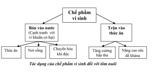 CHẾ PHẨM VI SINH TRONG AO TÔM CHẾ PHẨM VI SINH TRONG AO TÔM