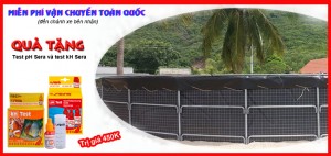 NUÔI TÔM HAI GIAI ĐOẠN – XU THẾ TẤT YẾU NUÔI TÔM HAI GIAI ĐOẠN – XU THẾ TẤT YẾU