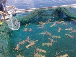 Dự án nuôi tôm hùm Dự án nuôi tôm hùm