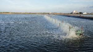 GÂY MÀU NƯỚC AO TÔM GÂY MÀU NƯỚC AO TÔM