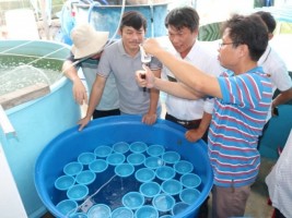 Sản xuất thành công giống tôm mũ ni Sản xuất thành công giống tôm mũ ni