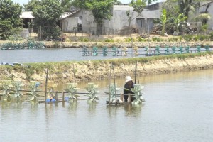 Hồ hởi vào vụ tôm mới Hồ hởi vào vụ tôm mới