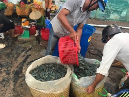Trúng lớn, dân miền Tây chộn rộn thu hoạch tôm Trúng lớn, dân miền Tây chộn rộn thu hoạch tôm