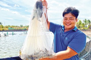 Bí quyết nuôi tôm 3 giai đoạn, cứ 1ha bắt lên 48 tấn, dân trúng lớn Bí quyết nuôi tôm 3 giai đoạn, cứ 1ha bắt lên 48 tấn, dân trúng lớn