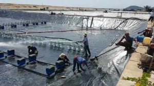 Tỉnh Bạc Liêu cần chú trọng phát triển nuôi tôm, chủ động ứng phó với biến đổi khí hậu Tỉnh Bạc Liêu cần chú trọng phát triển nuôi tôm, chủ động ứng phó với biến đổi khí hậu
