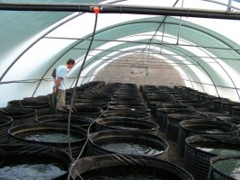 Farm nuôi tôm siêu thâm canh đầu tiên ở Qatar Farm nuôi tôm siêu thâm canh đầu tiên ở Qatar
