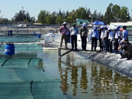 Quảng Nam: Nuôi tôm ứng dụng công nghệ cao đầu tiên trên cả nước Quảng Nam: Nuôi tôm ứng dụng công nghệ cao đầu tiên trên cả nước