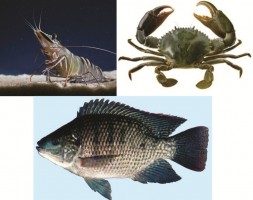 Sự đa dạng trong nuôi tôm cá