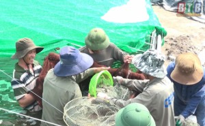Ông Tứ nuôi tôm thời @ Ông Tứ nuôi tôm thời @