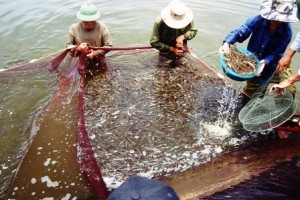 Xuất khẩu thủy sản đạt kỷ lục chín tỷ USD trong năm 2018 Xuất khẩu thủy sản đạt kỷ lục chín tỷ USD trong năm 2018
