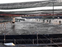 CÁC YẾU TỐ ẢNH HƯỞNG ĐẾN GIÁ TÔM CÁC YẾU TỐ ẢNH HƯỞNG ĐẾN GIÁ TÔM