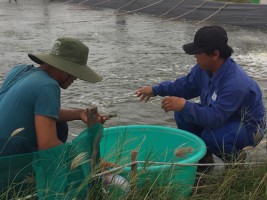 Tình hình giá tôm thẻ trong nước và thế giới 6-2018 Tình hình giá tôm thẻ trong nước và thế giới 6-2018