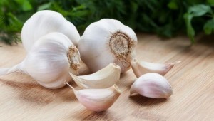 CÔNG DỤNG TỎI TRONG NUÔI TÔM CÔNG DỤNG TỎI TRONG NUÔI TÔM
