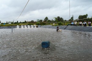 Vụ tôm đầy ắp niềm vui Vụ tôm đầy ắp niềm vui