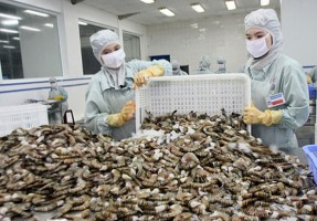 Dự kiến tôm sẽ đạt giá cao và xuất khẩu lớn trong năm 2020 Dự kiến tôm sẽ đạt giá cao và xuất khẩu lớn trong năm 2020