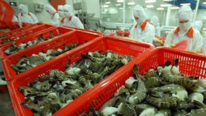 Xuất khẩu tôm 5 tháng tăng 11,8%, đạt 1,31 tỷ USD Xuất khẩu tôm 5 tháng tăng 11,8%, đạt 1,31 tỷ USD