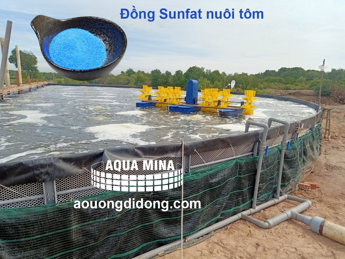 Đồng sunfat được sử dụng trong nuôi trồng thủy sản như thế nào?
