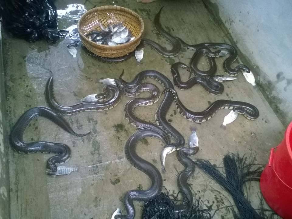 Đặc điểm sinh học và một số biện pháp kỹ thuật cần lưu ý khi nuôi rắn ri voi   Tạp chí Chăn nuôi Việt Nam