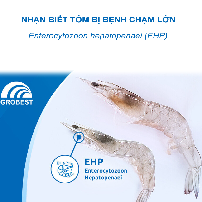 EHP ảnh hưởng đến ngành gì?
