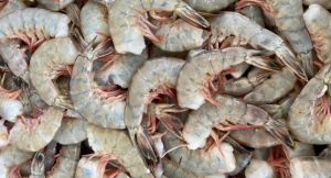 10 Characteristics of Fresh Shrimp And Tips Before Buying It!