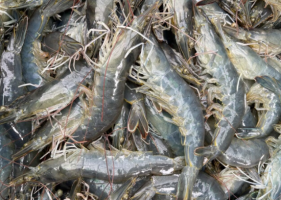7 Characteristics of High-Quality Vannamei Shrimp Seed