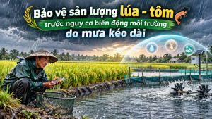 Bảo vệ sản lượng lúa - tôm trước nguy cơ biến động môi trường do mưa kéo dài