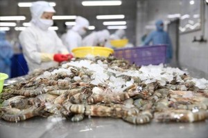 Vietnam’s shrimp export outlook in the first quarter of 2026 continues to face heavy pressure from tariffs.