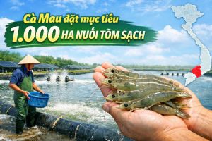 Cà Mau đặt mục tiêu 1.000 ha nuôi tôm sạch
