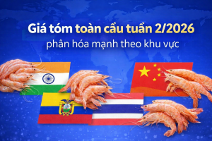 Giá tôm toàn cầu tuần 2/2026 phân hóa mạnh theo khu vực