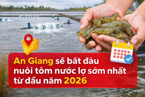 An Giang sẽ bắt đầu nuôi tôm nước lợ sớm nhất từ đầu năm 2026