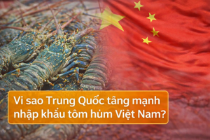 Vì sao Trung Quốc tăng mạnh nhập khẩu tôm hùm Việt Nam?