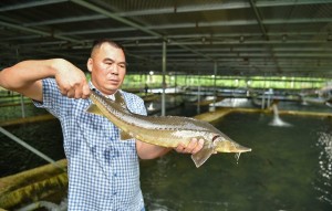 Compartir: el esturión vietnamita está a punto de ser ‘congelado Compartir: el esturión vietnamita está a punto de ser ‘congelado