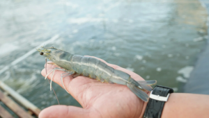 La Global Seafood Alliance exigirá que todos los productores de camarón certificados BAP eliminen la ablación del pedúnculo ocular antes de finales de 2030.