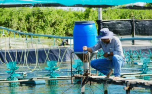 Shrimp Farmers Seeking a Sustainable Path Forward Shrimp Farmers Seeking a Sustainable Path Forward