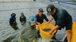 El camarón vietnamita ocupa el tercer lugar en la UE, compitiendo fuertemente con Ecuador e India