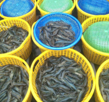 El camarón vannamei frente al WSSV: Cuando la densidad y el entorno fluctúan al mismo tiempo