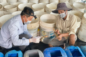 Soft-Shell Crab Farming in Plastic Bins in Thạnh Phú: A Success Story Soft-Shell Crab Farming in Plastic Bins in Thạnh Phú: A Success Story
