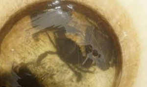 Crab exports to the United States account for more than 80%.