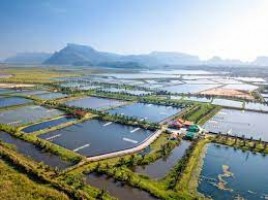 Chia sẻ: Nhu cầu oxy cho tôm thẻ chân trắng và các vấn đề liên quan Chia sẻ: Nhu cầu oxy cho tôm thẻ chân trắng và các vấn đề liên quan