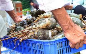 China’s Strong Appetite for Vietnamese Lobsters China’s Strong Appetite for Vietnamese Lobsters