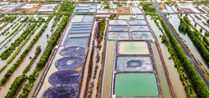 Chia sẻ: Tạo đột phá cho tăng trưởng năm 2025 ngành tôm tại Cà Mau Chia sẻ: Tạo đột phá cho tăng trưởng năm 2025 ngành tôm tại Cà Mau