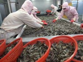 Greening Shrimp Processing Technology: Turning Australia into a Strategic Market Greening Shrimp Processing Technology: Turning Australia into a Strategic Market