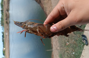 Gideon De Oro inaugura una planta de camarón de alta tecnología en Cebu, con el objetivo de revitalizar las exportaciones